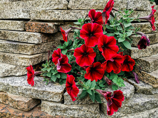 A Bush of bright red Petunia flowers planted on a brick wall lined with horizontal masonry with...
