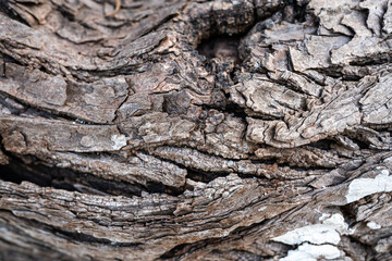 Dry hardwood timber bark surface. Nature background and textured photo.