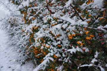 Ognik szkarłatny (Pyracantha coccinea) © Adam