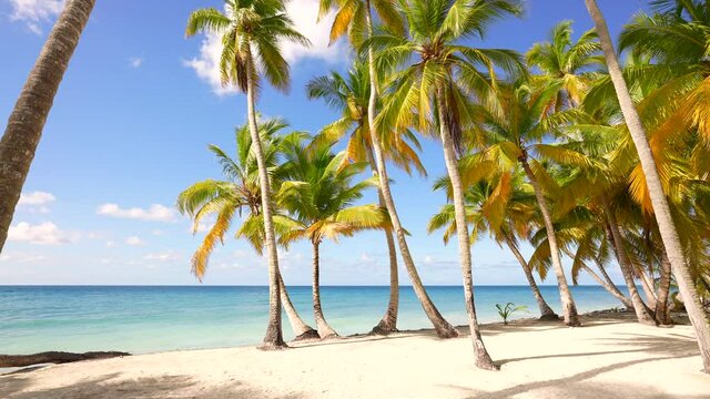 Beautiful wild island beach and palms Caribbean sea and white sand and blue sky and beach loungers. Amazing summer travel vacation beach background. Turquoise sea water and palm trees