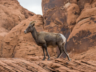 Mountain goat in Valley of Fire Park