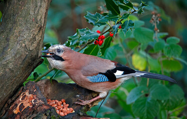 Eurasian jay collecting nuts to cache in the woods