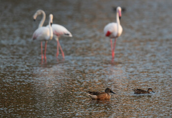 Northern Shoveler swimming at Tubli bay, Bahrain. Greater flamingos are at the backdrop