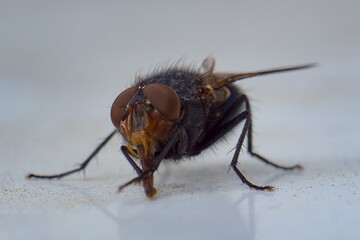 fly