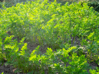 Side view along the growing carrot bed. The concept of gardening and agriculture. Selective focus