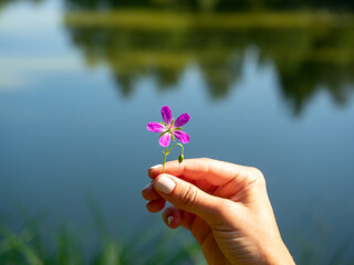 Close-up of a woman's hand holding a pink field flower on the background of a pond