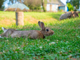 close-up of a beautiful cute rabbit lying on the green grass in summer. Blurred background, side view, pet