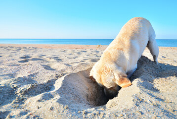 Labrador dog digs a large hole in the sand on the beach.