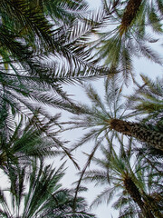 A date farm with date palm trees in Al Ain, UAE