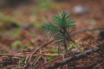 Small pine tree on the tree nursery. Planting new coniferous trees in forest. Environmentally friendly lifestyle. Ecology and environmental protection concept