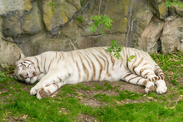 ANIMALES