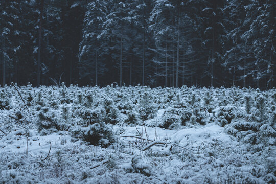 young pine trees in front of bik pine forest, snow covered. First snow in November 28, Latvia