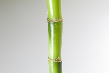 Green bamboo in a vase on a white background.