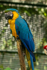 AVES
