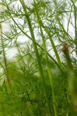 Green dill in the garden is out of focus of the sky.