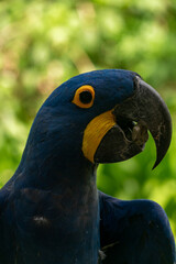 AVES