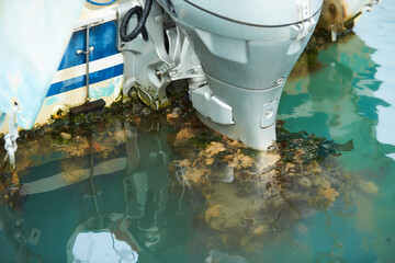 Molluscs, overgrown ship bottom. Shellfish on the hull of the ship.