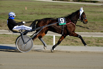 trotting horse race with sulky in the hippodrome
