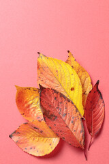 落葉　赤色背景