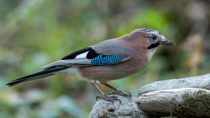 eichelhäher, bird, natur, wild lebende tiere, tier, spatz, schnabel, finch, wild, baum, ast