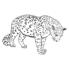 Leopard drawing by hand on a white background. Hand drawn portrait of leopard or jaguar muzzle illustration. Vector