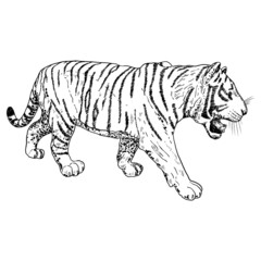 Tiger roaring drawing on white background. Illustration of angry growling tiger. Angry big cat. Vector.