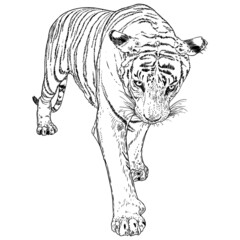 Tiger walking. Amur or Siberian tiger, big wild cat. Endangered animal from red book, hand drawn. Vector.