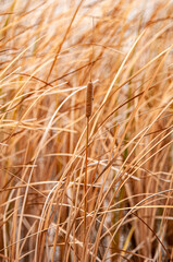 Cattail and grass