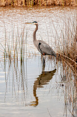 Great Blue Heron and reflection