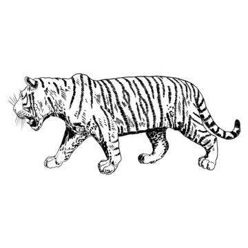 Tiger roaring drawing on white background. Illustration of angry growling tiger. Angry big cat. Vector.