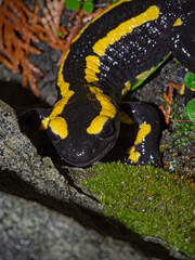 Fire salamander on the move at night