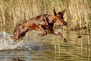 Six month old Irish Setter Pointer in action during the duck hunting at the Lakeshore.