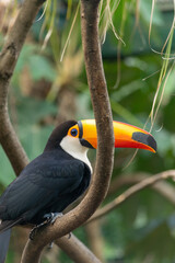 TUCAN