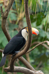 TUCAN
