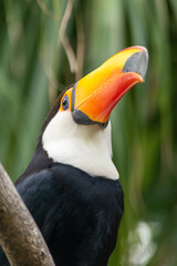 TUCAN