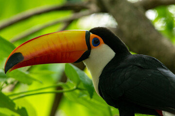 TUCAN