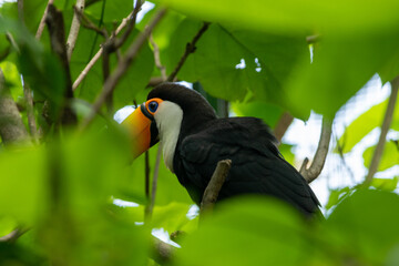 TUCAN