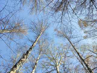 Branches of autumn trees against the sky. Bottom up view.