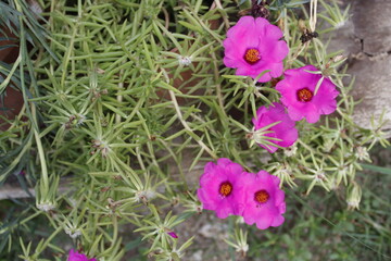 Portulaca pink flower (moss rose)