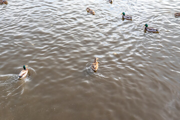 Wild ducks on the reservoirs of the city, autumn landscape.