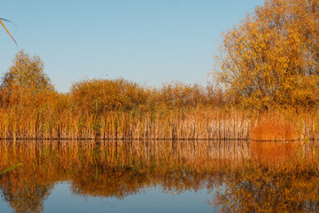 Autumn forest trees are reflected in the river. River in autumn forest.