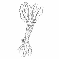 sketch, horseradish root with leaves, isolated object on white background, cartoon illustration, vector,