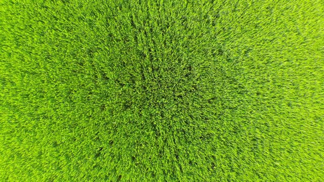 green grass texture from drone
