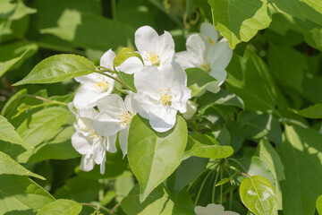 spring white flowers apple tree close up