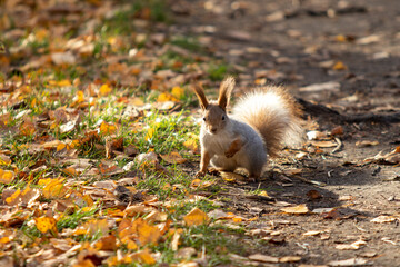 Red squirrel in the autumn forest, nature.