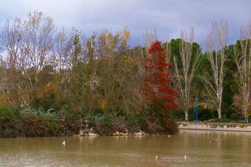 drzewa jesień kolory pochmurnie liście © Piotr