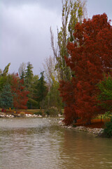 drzewa jesień kolory pochmurnie liście ptaki staw © Piotr
