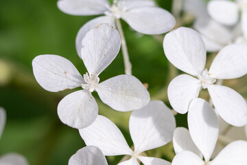 White ambrosia flowers, close-up, nature. - obrazy, fototapety, plakaty