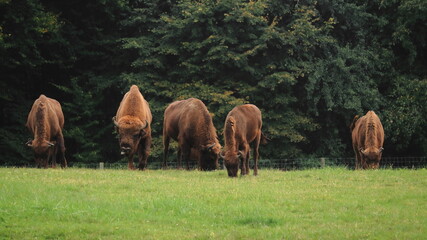 A bison grazing in the meadow.  Stado żubrów pasących się na łące. © jarizPJ