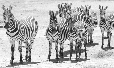 Group of ZEBRA in Amboseli Park